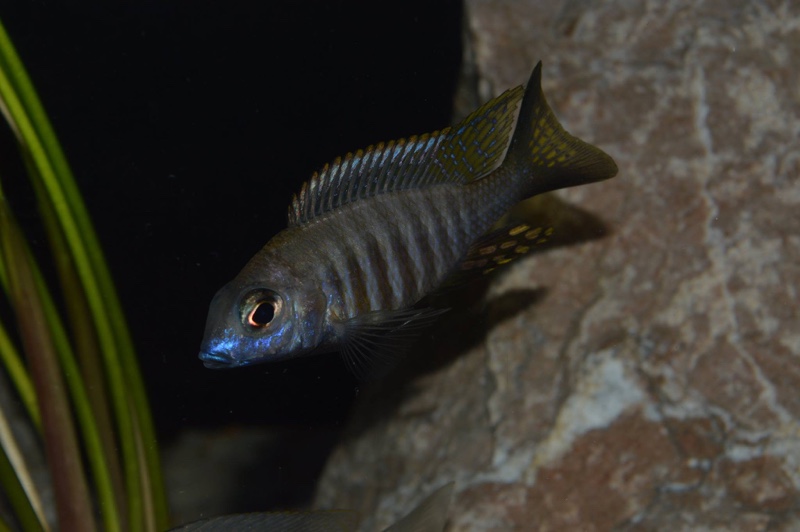 Aulonocara brevinidus